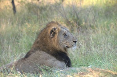 Afrika 'nın bozkırındaki aslan