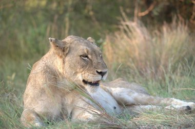 Aslan ulusal parkta yerde yatıyor.