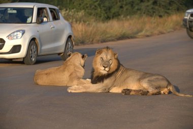 Aslan ve aslan ulusal parkta, zimbabwe, Afrika