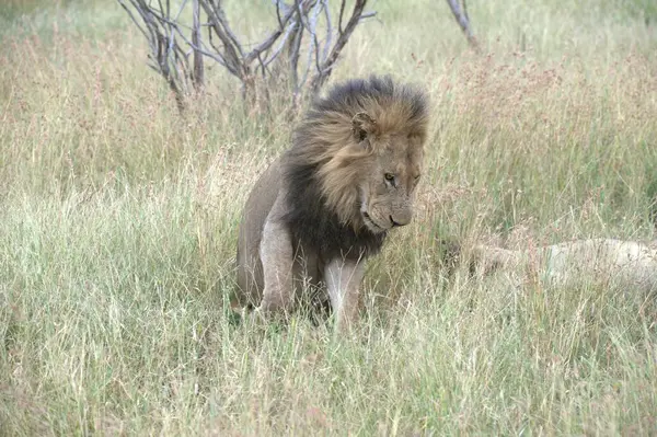 Aslan yavrusuyla erkek aslan