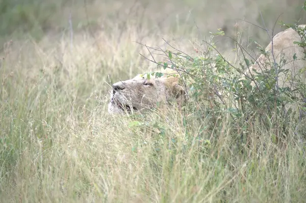 Kenya savanındaki aslan