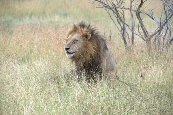 Kenya savanındaki aslan