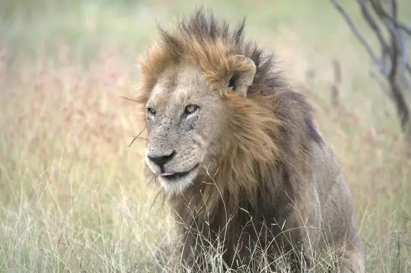 Aslan Kruger National park