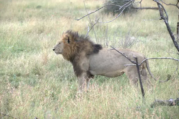 Kenya savanındaki aslan