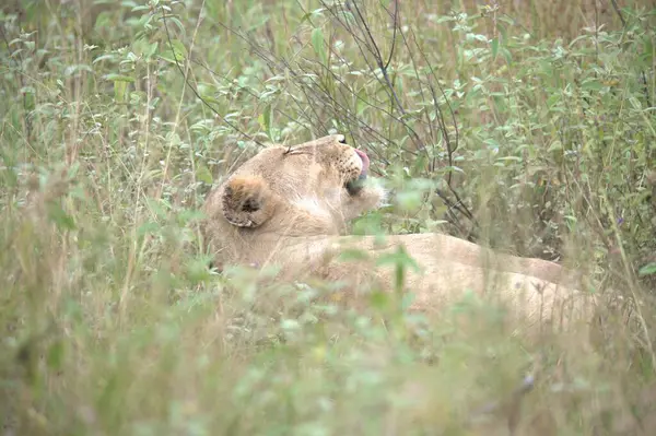 Aslan çimenlerde yatıyor.