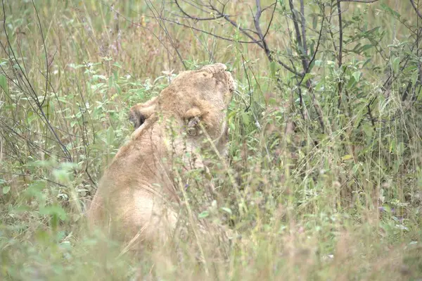Bir aslanın çimlerdeki yakın çekimi.