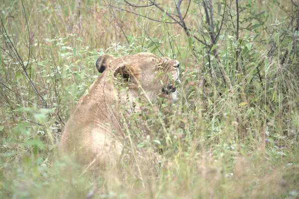 Ormandaki vahşi hayvan