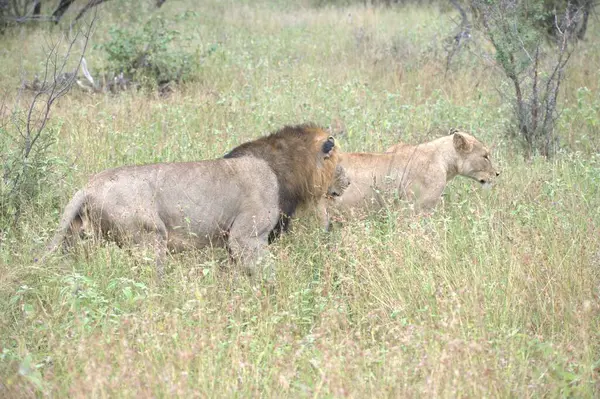 Kenya savanındaki aslanlar