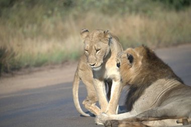 Afrika savanındaki aslanlar