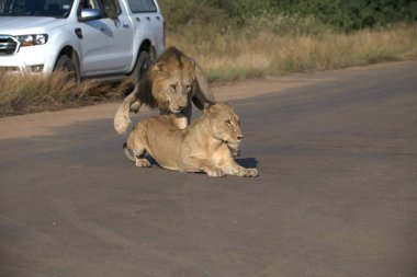 Anne ile aslan yavrusu
