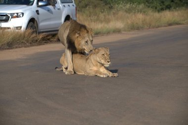 Anne ile aslan yavrusu