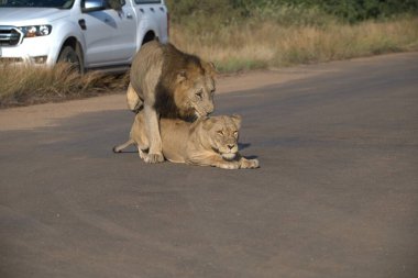 Aslan yavrusu anne ve yavrusu doğada.