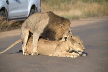 Güney Afrika 'daki Kruger Ulusal Parkı' nda Lions yolda.