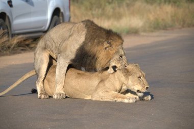 Namibya 'da aslan yavrusu