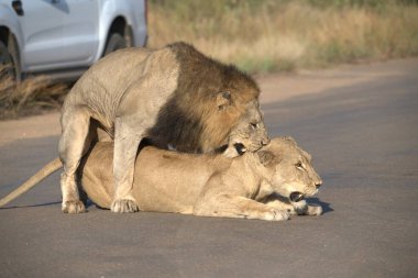 Afrika 'da bir aslan