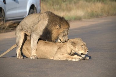 Aslanlı aslan Kruger Milli Parkı, Güney Afrika.