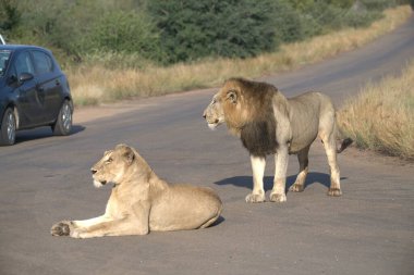 Güney Afrika 'daki Kruger Ulusal Parkı' nda bir aslan.