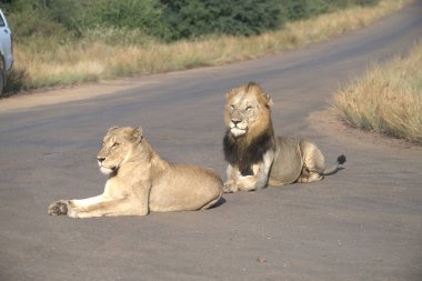 lions in a road
