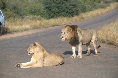 Yoldaki aslanlar