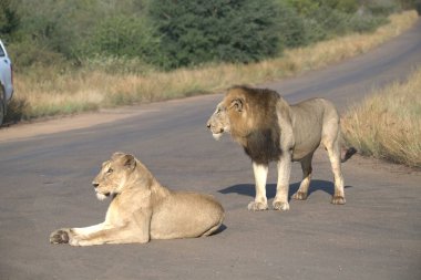 Aslanlar güneşte yatıyor.
