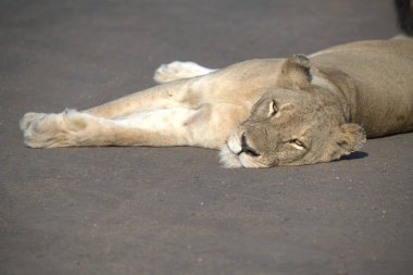 Hayvanat bahçesindeki aslan