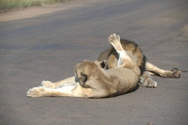 Aslan (panthera panthera) yerde yatar.