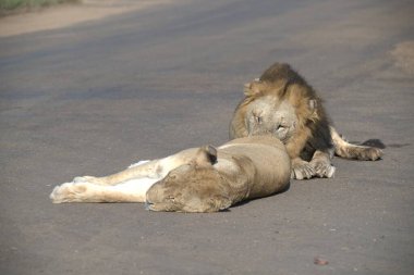 Aslan bozkırda uyuyor.