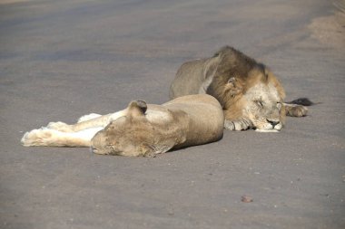 Aslan yerde yatıyor, Kruger Park 'ta.