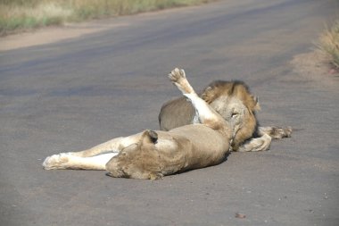 Aslan yolda yatıyor, hayvan.