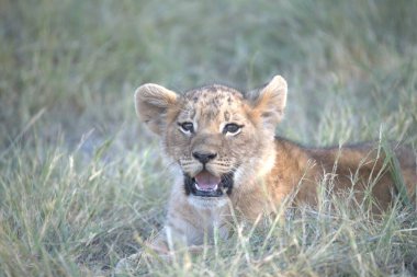 Orta Afrika 'nın bozkırında aslan yavrusu