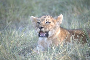 Masai Mara aslan yavrusu