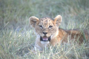 Savananın otlarındaki aslan yavrusu.