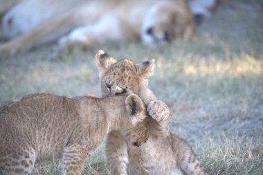 Vahşi aslan yavrusu