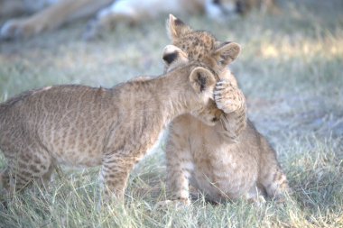 Çita (panthera leo) bozkırda