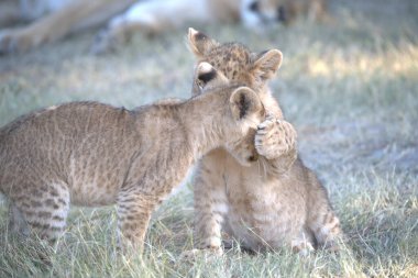 Afrika 'daki bozkırda çita