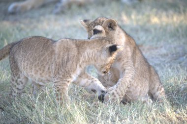 Kenya savanındaki aslan
