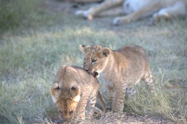 Masai Mara Ulusal Parkı 'ndaki çita.