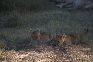 Aslanlar Savannah bir çift