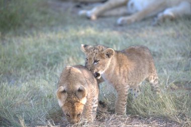 Afrika 'da, savanda aslan yavruları