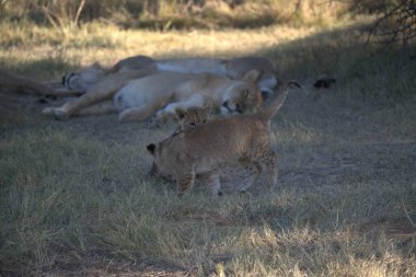 Afrika savanındaki aslanlar