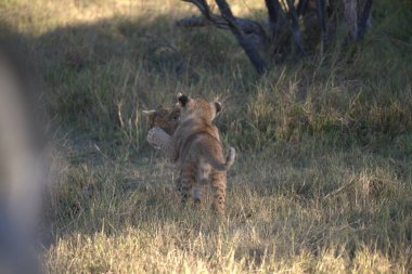 Aslanlar savanda oynuyorlar.