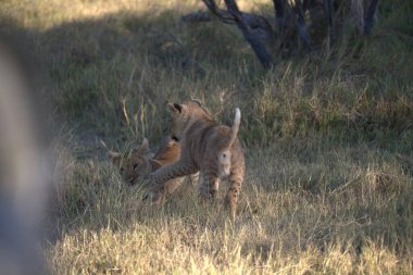 Savanada yavruları olan dişi aslan.