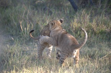 Yavru bir dişi aslan.