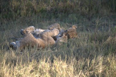 Kenya bozkırında çita