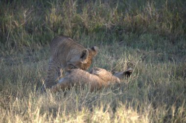 Kenya savanındaki aslanlar