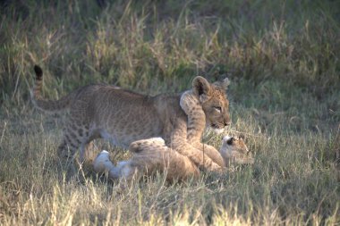 Savannah 'da aslan yavrusu