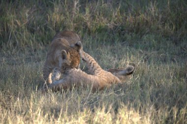 Otların arasında oynayan aslan yavrusu