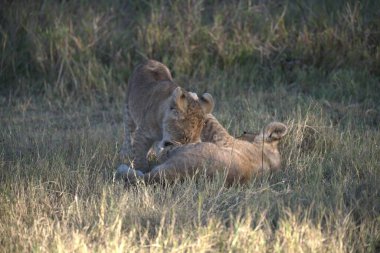 Otların arasında oynayan aslan yavrusu