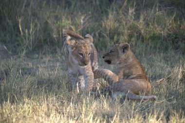 Aslan (panthera leo) Güney Afrika 'daki savananın çayırında yavru bir hayvan.