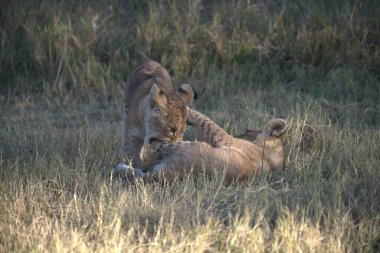 Kenya 'nın masai ovasında dişi aslan.